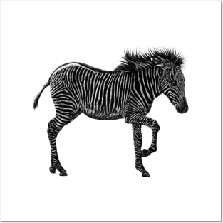 Grevy's zebra foal Posters and Art